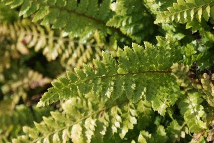  Niervaren (Polystichum Polyblepharum)