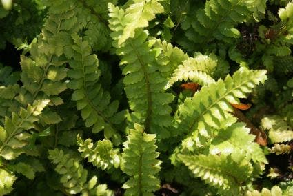  Niervaren (Polystichum Polyblepharum)