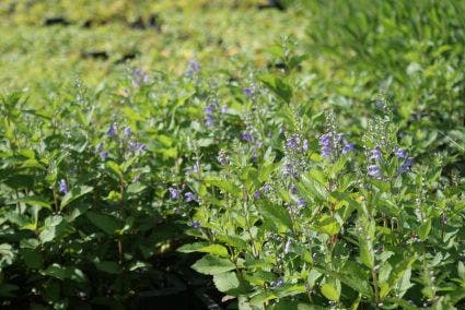  Glidkruid/helmkruid (Scutellaria Incana)