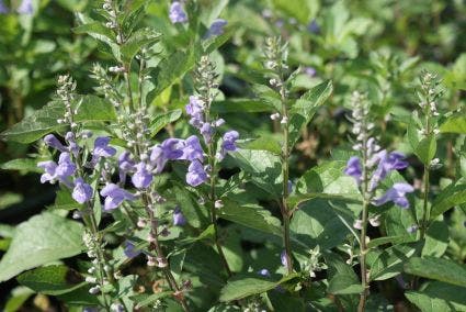  Glidkruid/helmkruid (Scutellaria Incana)