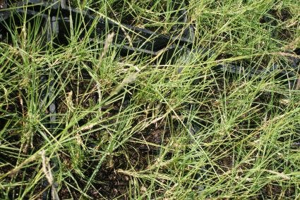  Blauwgras (Sesleria Autumnalis)