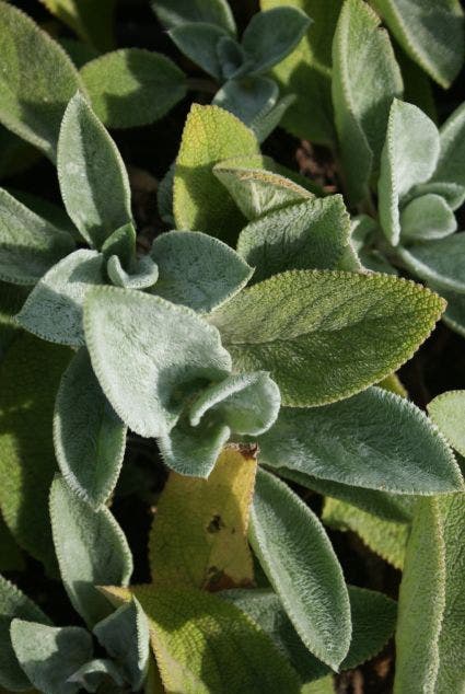  Andoorn (Stachys Byzantina 'Cotton Boll')