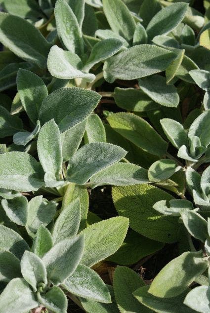  Andoorn (Stachys Byzantina 'Cotton Boll')