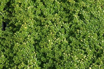  Citroentijm (Thymus Citrodorus 'Aureus')