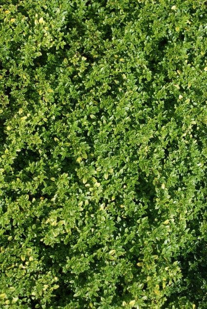  Citroentijm (Thymus Citrodorus 'Aureus')