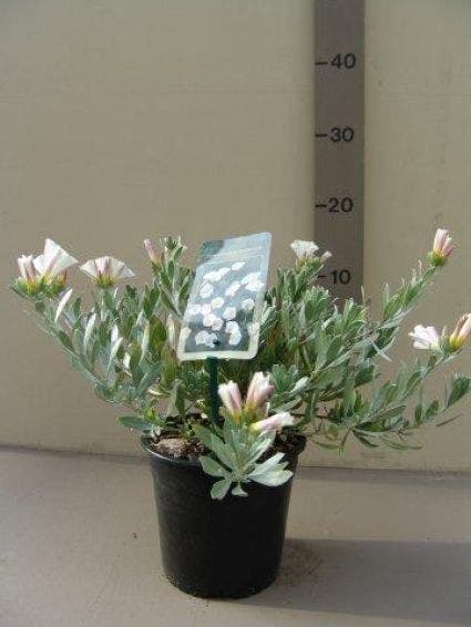  Zilverwinde (Convolvulus Cneorum )