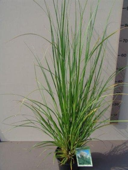 Pampasgras (Cortaderia Selloana)