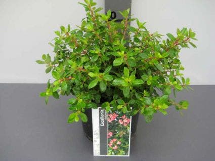  Escallonia (Escallonia 'Red Dream')
