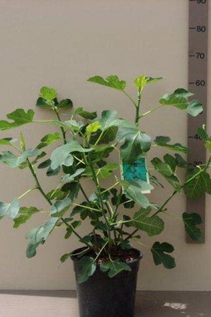  Vijg (Ficus Carica)