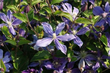  Bosrank (Clematis 'Arabella')