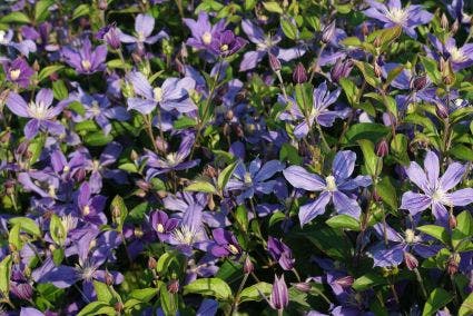  Bosrank (Clematis 'Arabella')