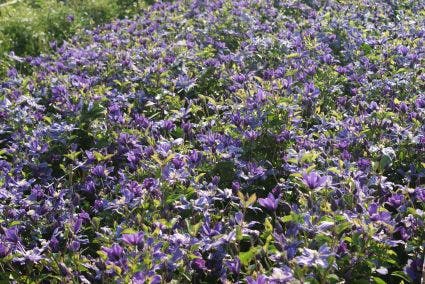  Bosrank (Clematis 'Arabella')