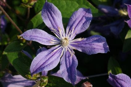  Bosrank (Clematis 'Arabella')