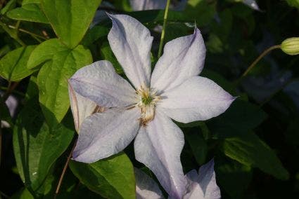  Bosrank (Clematis 'Dutch Sky')
