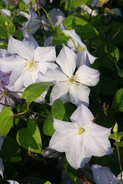  Bosrank (Clematis 'Dutch Sky')