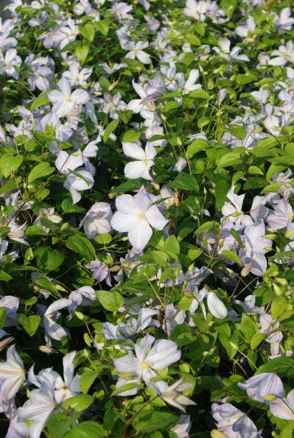  Bosrank (Clematis 'Dutch Sky')