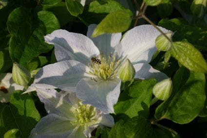  Bosrank (Clematis 'Yukikomachi')