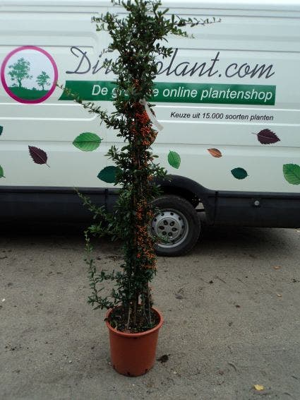  Vuurdoorn (Pyracantha 'Red Column')