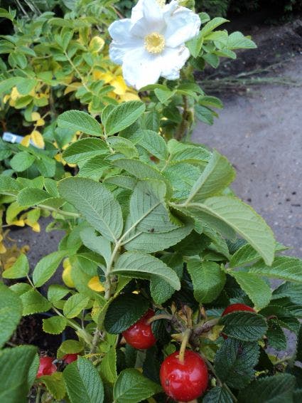  Rimpelroos (Rosa Rugosa 'Alba')