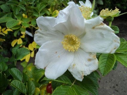  Rimpelroos (Rosa Rugosa 'Alba')