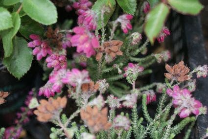  Gewone Dopheide (Erica Tetralix 'Con Underwood')