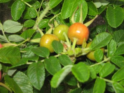  Rimpelroos (Rosa Rugosa 'Alba')