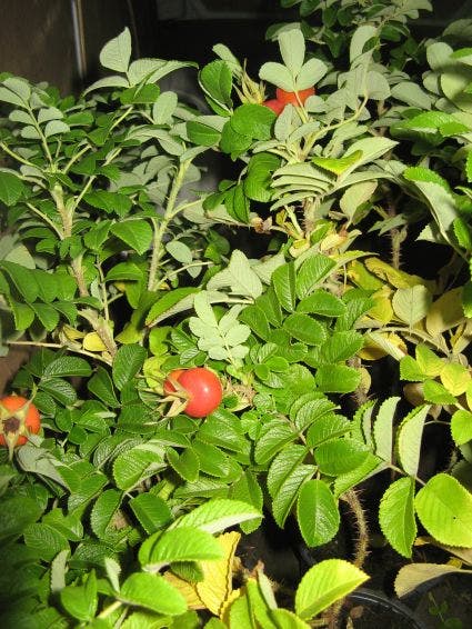  Rimpelroos (Rosa Rugosa 'Rubra')