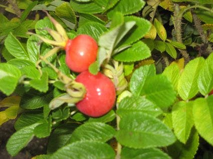  Rimpelroos (Rosa Rugosa 'Rubra')