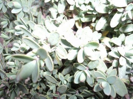  Veronica (Hebe Pinguifolia 'Pagei')