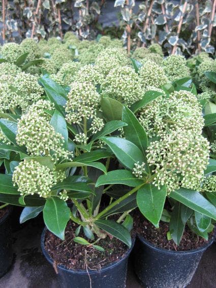  Skimmia (Skimmia Japonica 'Fragrant Cloud')