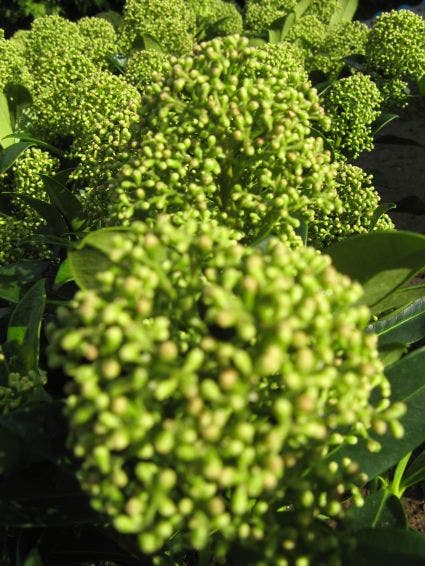  Skimmia (Skimmia Japonica 'Fragrant Cloud')