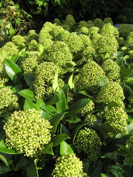  Skimmia (Skimmia Japonica 'Fragrant Cloud')