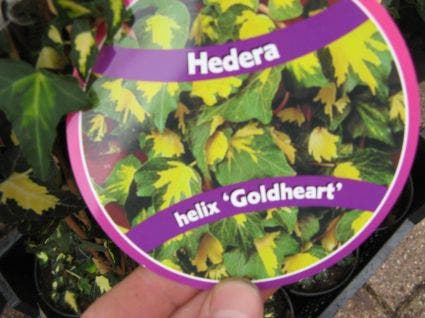  Klimop (Hedera Helix 'Goldheart')