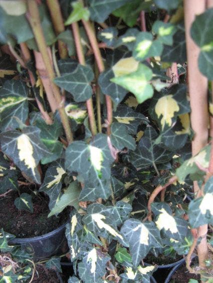  Klimop (Hedera Helix 'Goldheart')