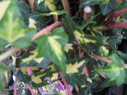  Klimop (Hedera Helix 'Goldheart')
