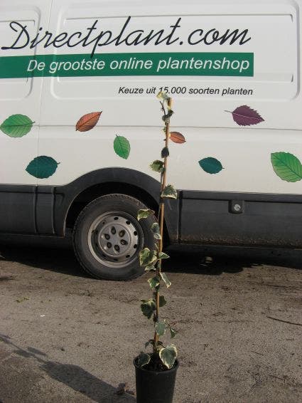  Kaukasische Klimop (Hedera Colchica 'Dentata Variegata')