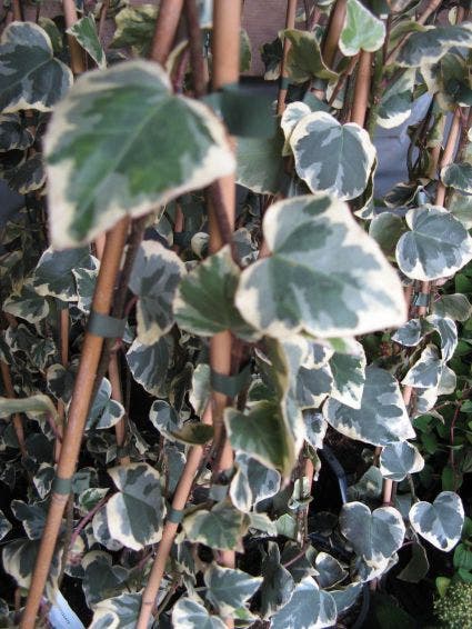  Kaukasische Klimop (Hedera Colchica 'Dentata Variegata')