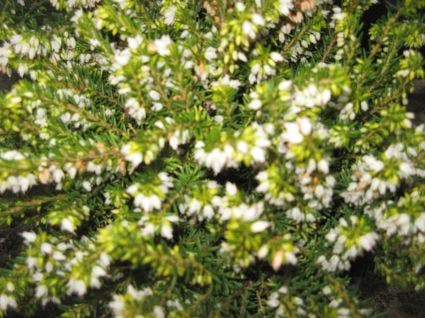  Witte Winterheide (Erica Darleyensis 'White Perfection')