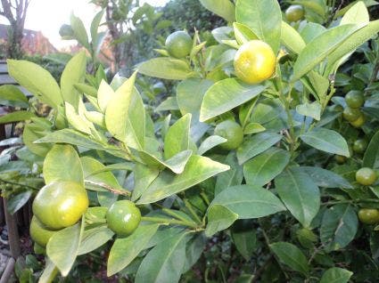  Kumquat (Citrus Kumquat)