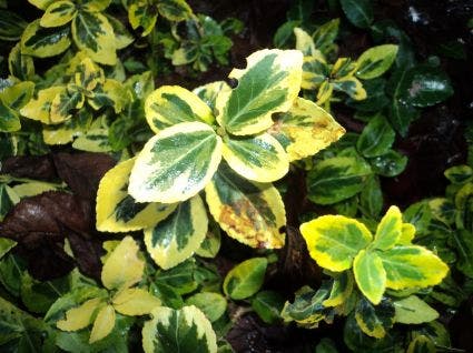  Kardinaalsmuts (Euonymus Fortunei 'Emerald 'n Gold')