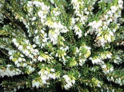  Witte Winterheide (Erica Carnea 'Isabell')