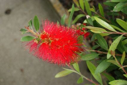 Lampepoetserplant (Callistemon Laevis)