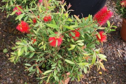 Lampepoetserplant (Callistemon Laevis)