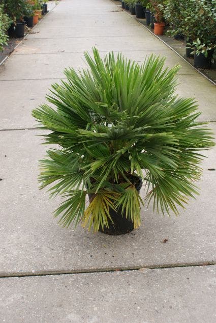  Dwergpalm (Chamaerops Humilis 'Vulcano')