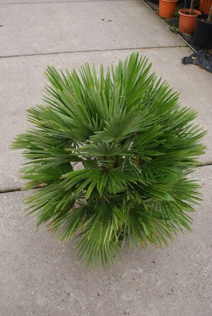  Dwergpalm (Chamaerops Humilis 'Vulcano')