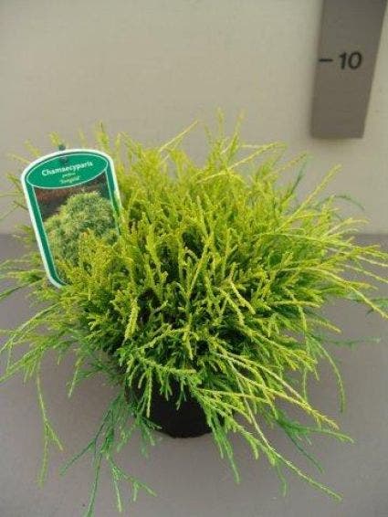  Dwergcypres (Chamaecyparis Pisifera 'Sungold')