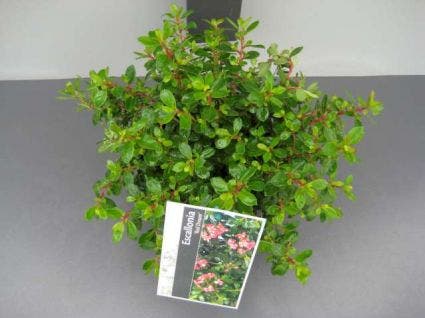  Escallonia (Escallonia 'Red Dream')