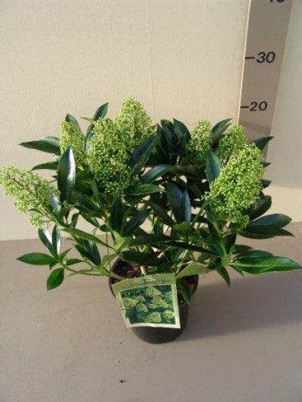  Skimmia (Skimmia Confusa 'Kew Green')