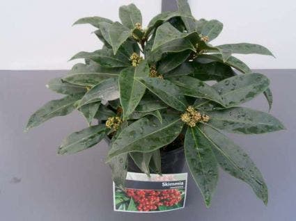  Skimmia (Skimmia Reevesiana)