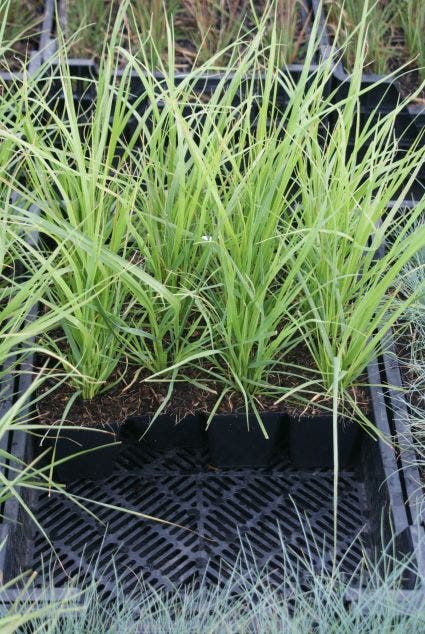 Pampasgras (Cortaderia Selloana)